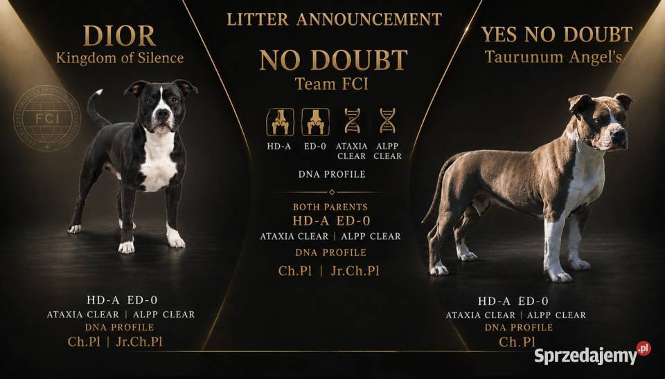 Amstaff zkwp fci suczka Koziegłowy