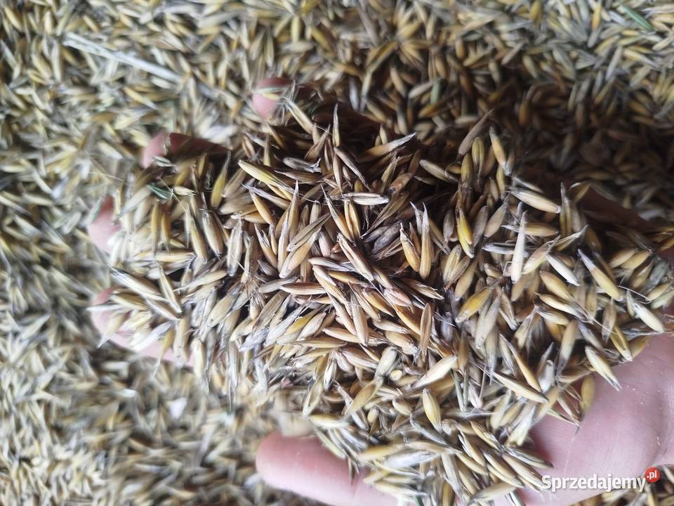 Owies jary zbiór 2025 Rakszawa