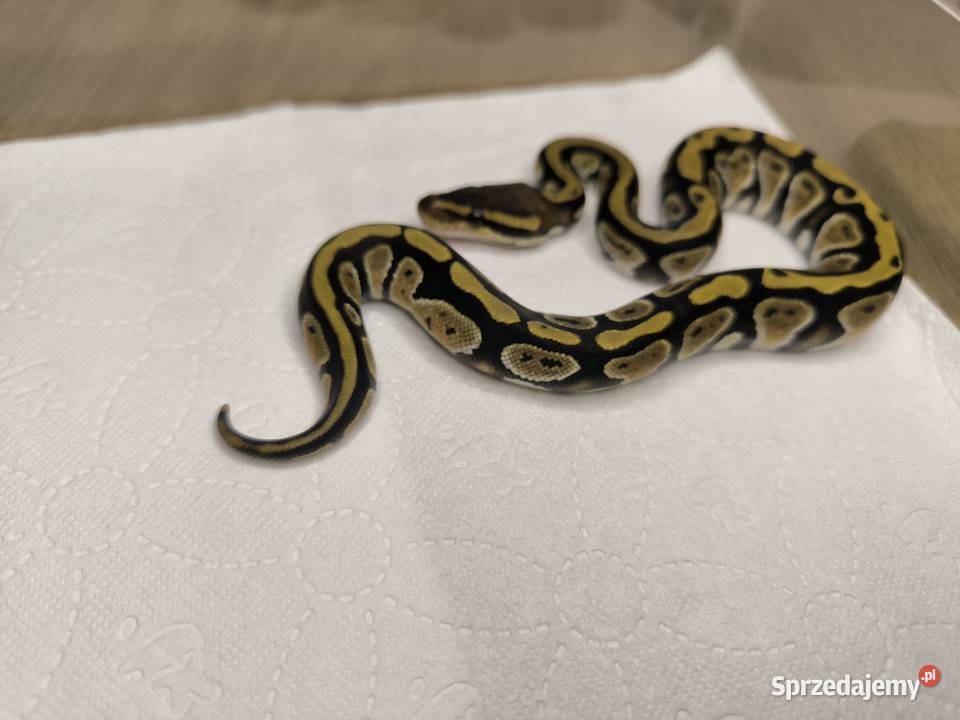 Pyton królewski Cypress poss Yellow belly Makowiec sprzedam