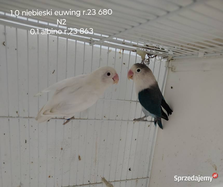Sprzedam parę lęgową nierozłączek Nowy Sącz