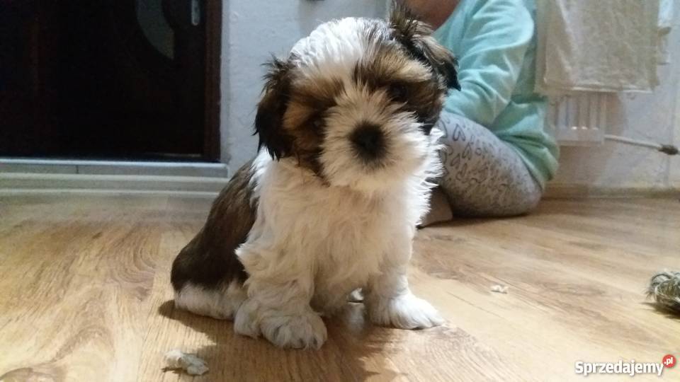 Shih Tzu szczenieta metryka mikrochip paszport Włodary sprzedam