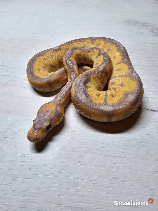 Wąż pyton królewski python regius samiec Gady i płazy Wrocław