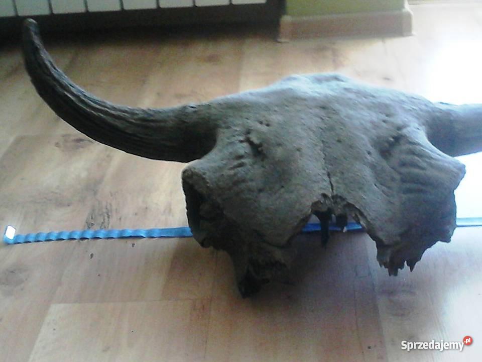 rogi tura Ostrołęka