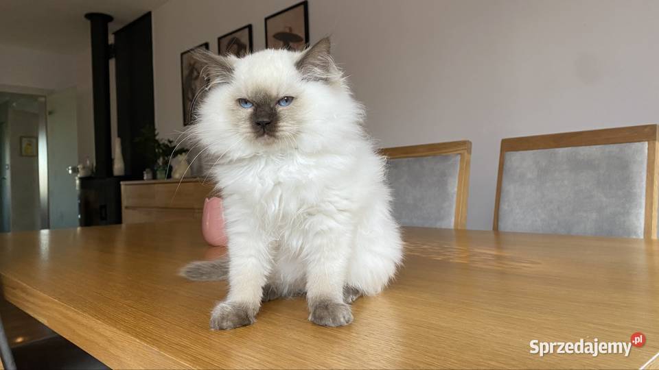 Gotowe do odbioru Ragdoll FPL kastrat Katowice