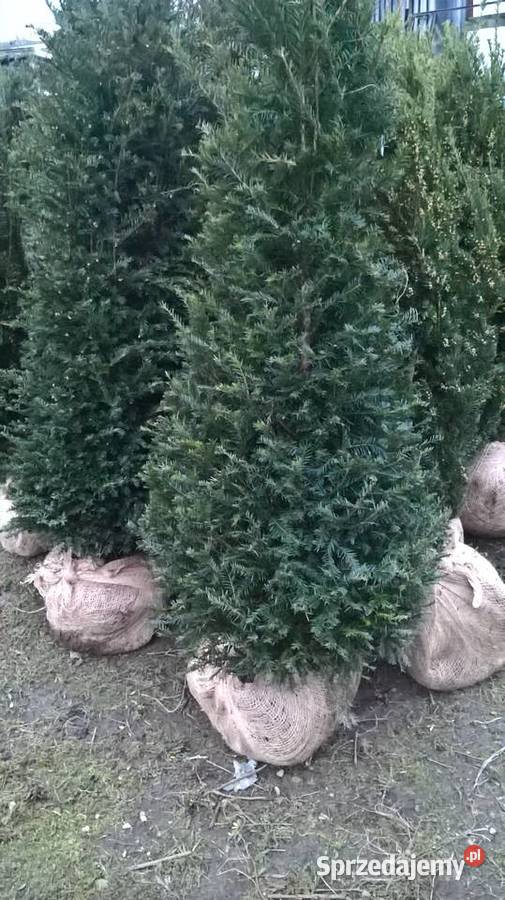 Piękne Cisy Gotowy Żywopłot Baccata mazowieckie Mszczonów