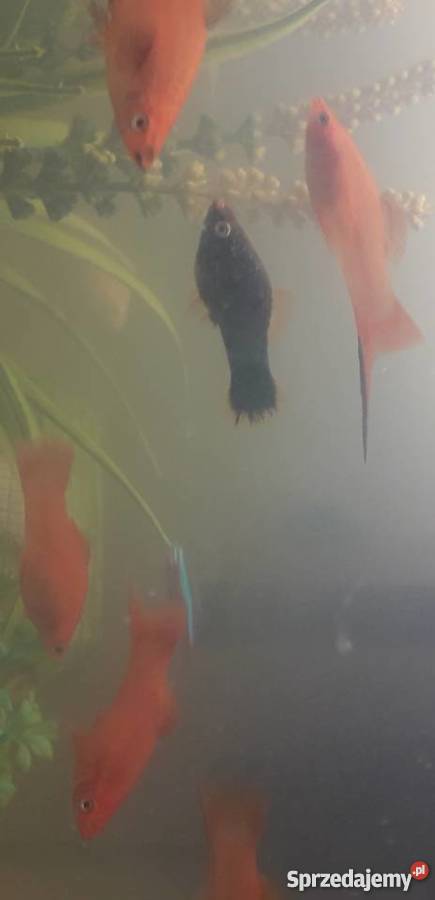 oddam rybki akwariowe Toruń