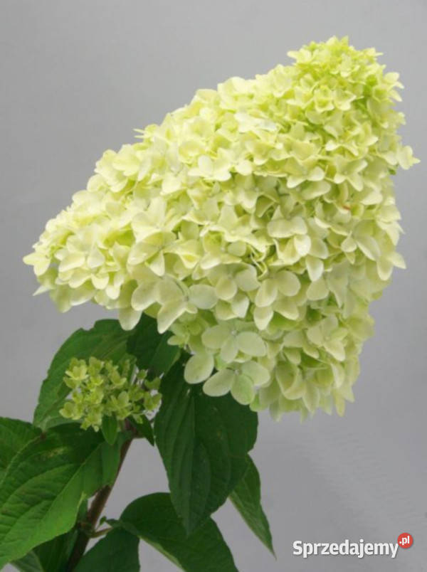 HORTENSJA MAGICAL CANDLE sadzonki w doniczkach Ustronie