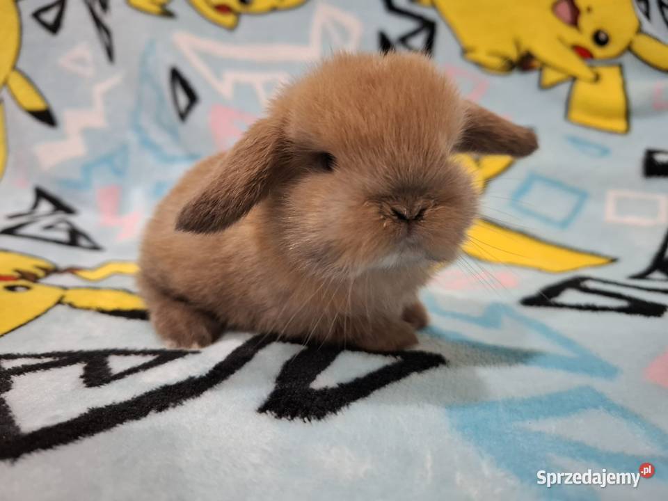 Karzełek baranek mini lop z oklapniętymi uszkami wielkopolskie Jarocin