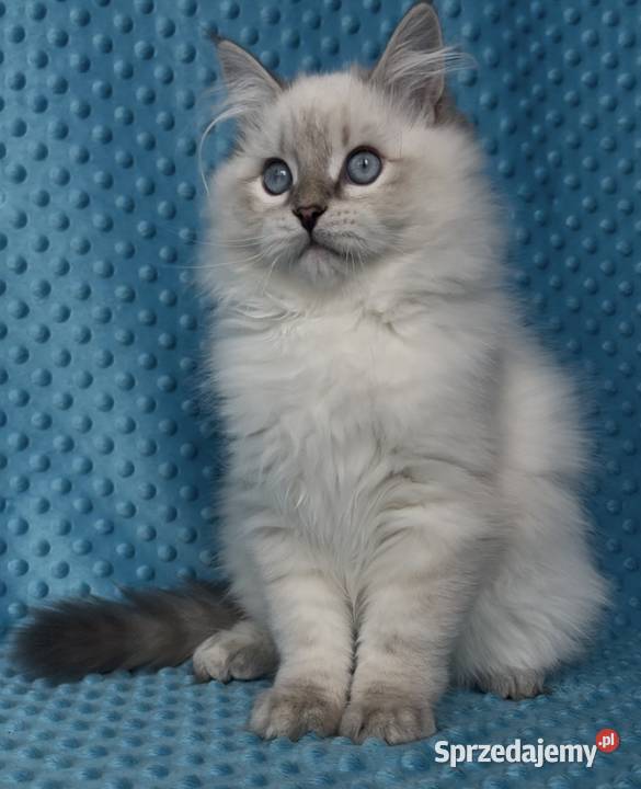 Kociak syberyjski Neva Masquerade Sosnowiec