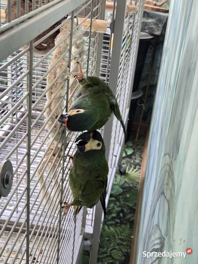 Ary Marakany Poznań