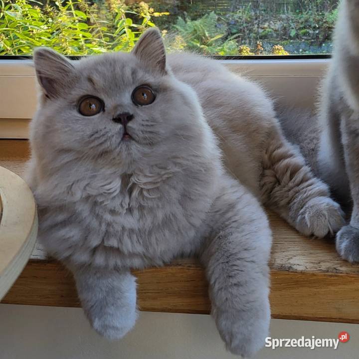 Kocięta z rodowodem FPL Łosie