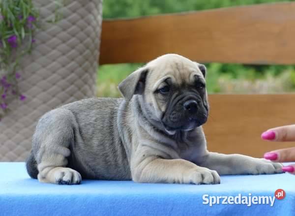 Ca de bou Dog z Majorki Słupia