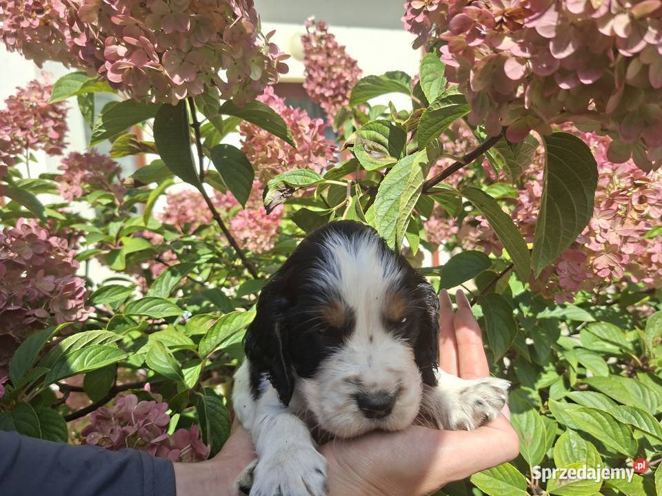 Springer Spaniel Angielski ZKwP Toruń