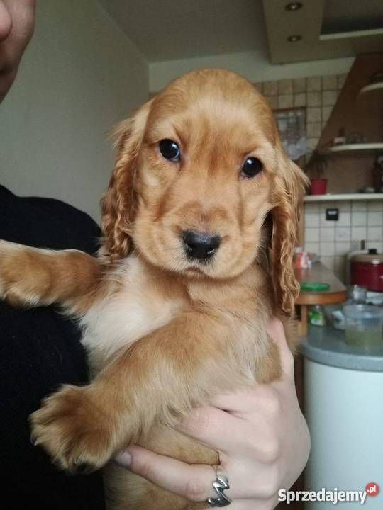 suczka cocker spaniel Kazimierza Wielka