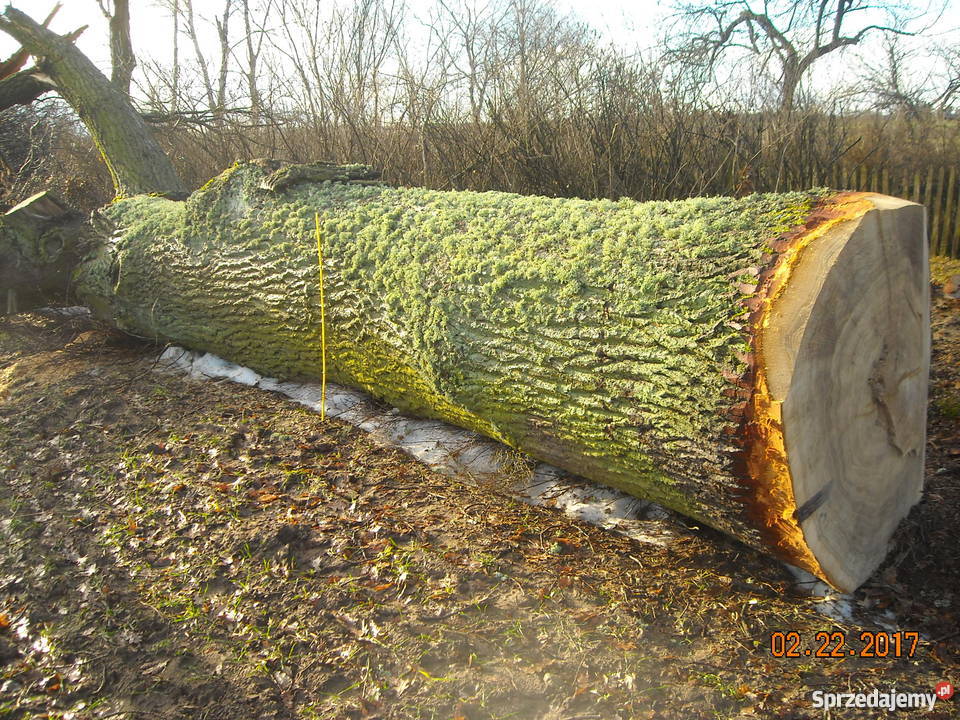 Dąb kłoda 11 m średnicy Jaroszewy sprzedam