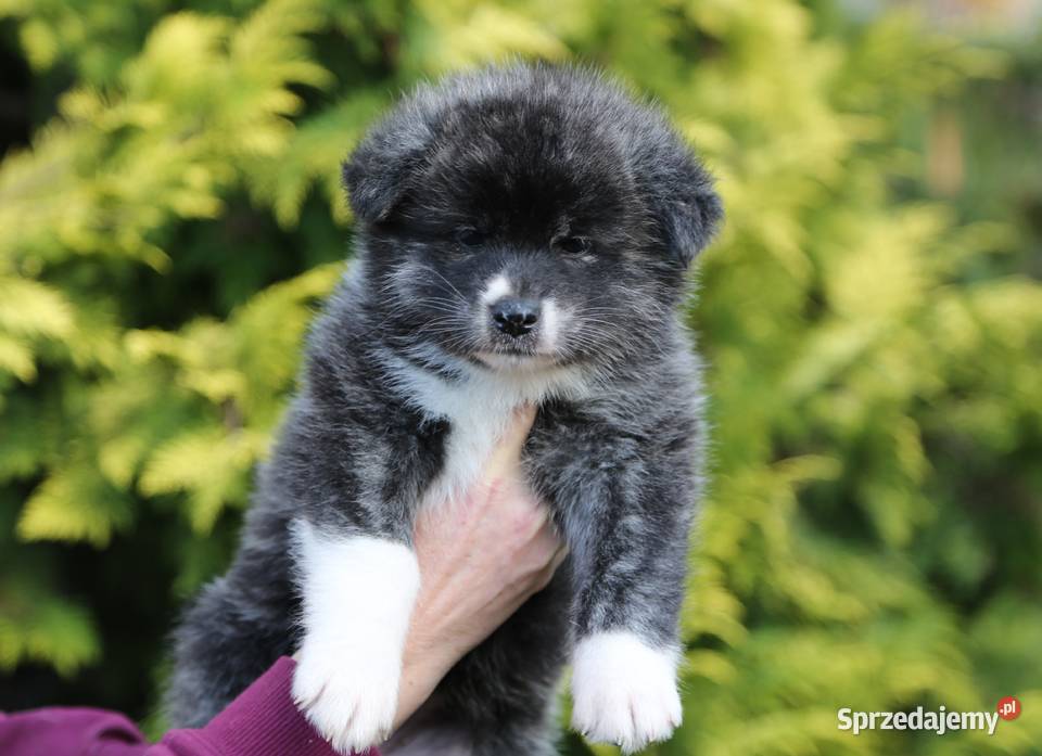 Akita inu japońska pręgowane szczenię Meiyosho dolnośląskie Wrocław