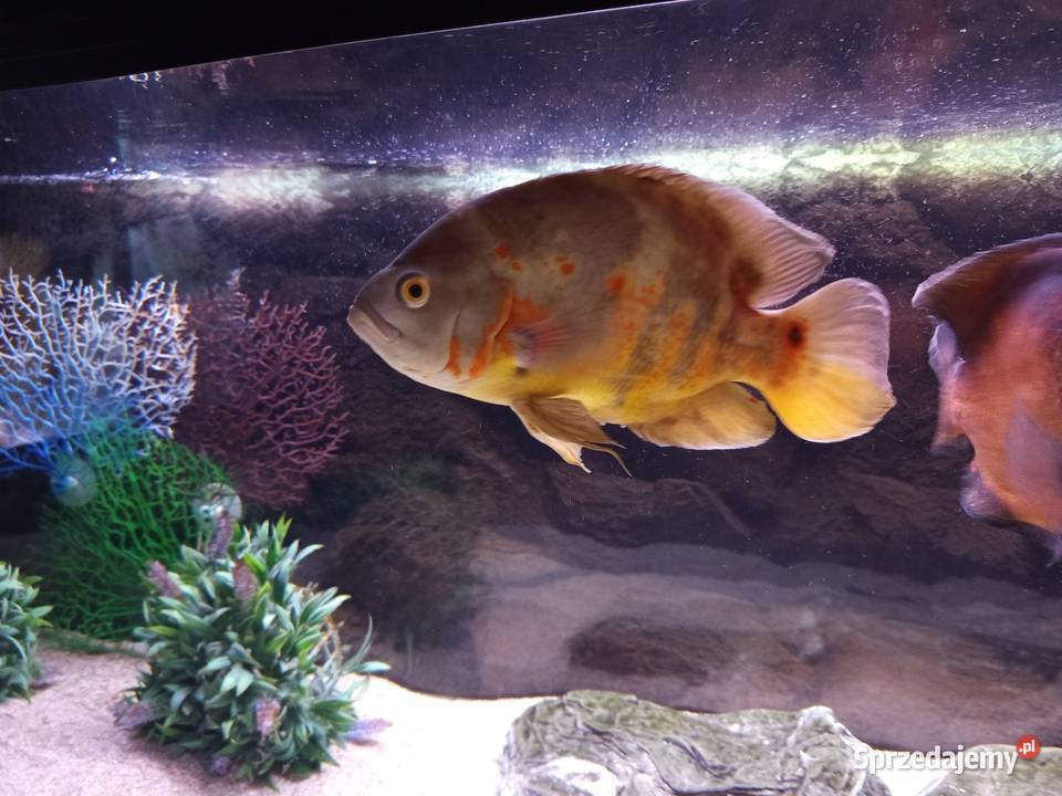 Pielegnica Pawiooka plus Zrojniki Kraków