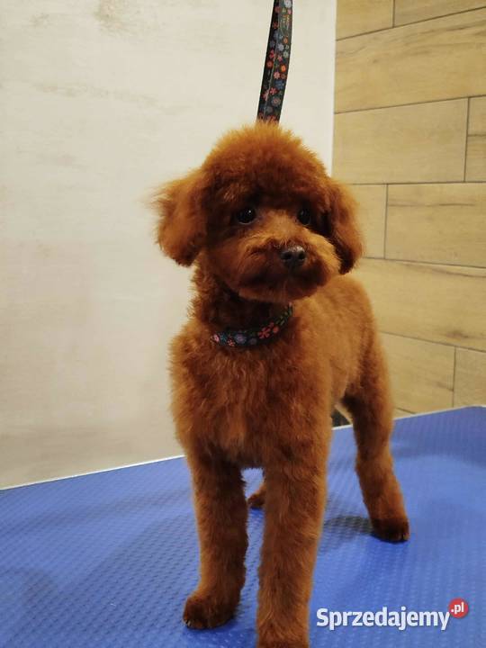 Pudel Toy piesek Odsprzedam świętokrzyskie Skarżysko-Kamienna sprzedam