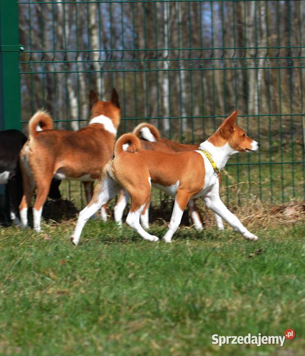 Basenji - sunia Z Klanu Łobuzów FCI - paszport EU