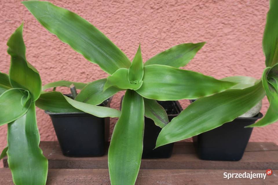Złoty wąs Callisia Fragrans Pruszków sprzedam