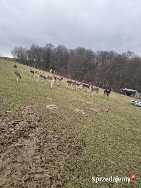 Szprzedam Daniele podkarpackie Jabłonka