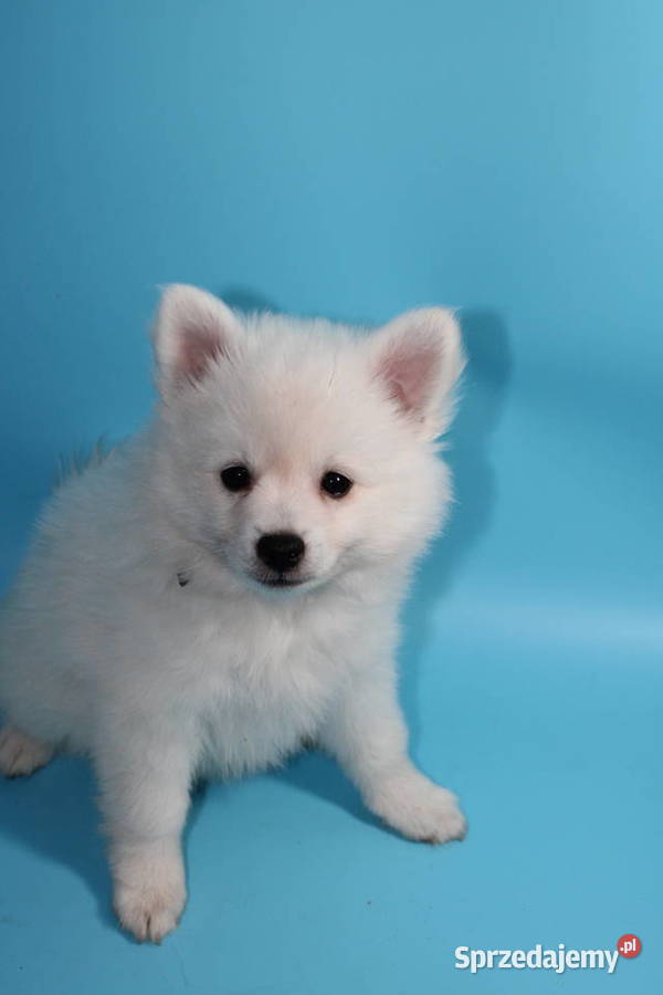 Szpic średni biały Oława sprzedam