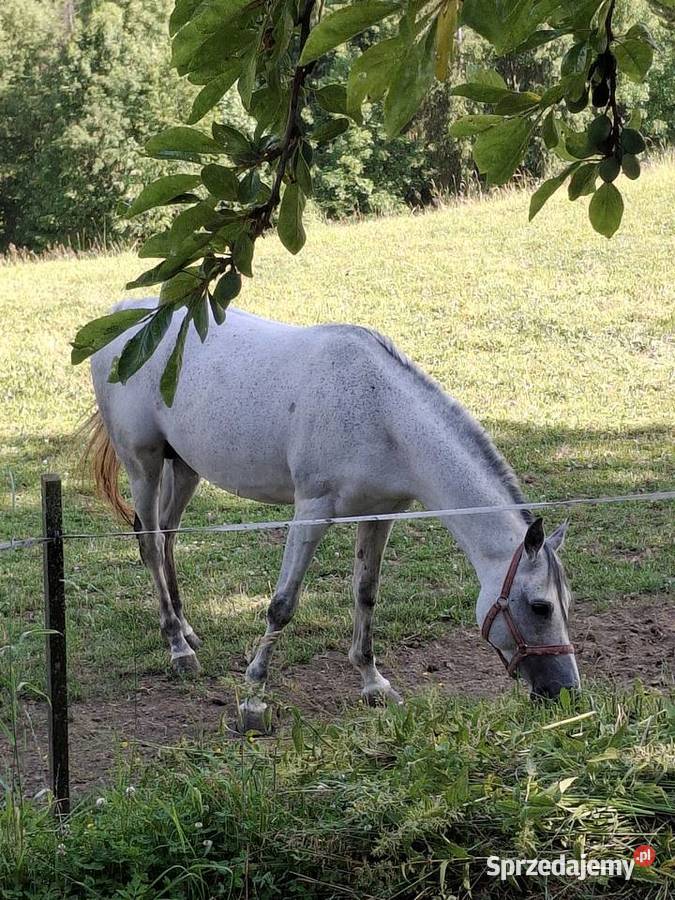 Sprzedam ogra Czysta Krew Arabska Bukowina Tatrzańska sprzedam