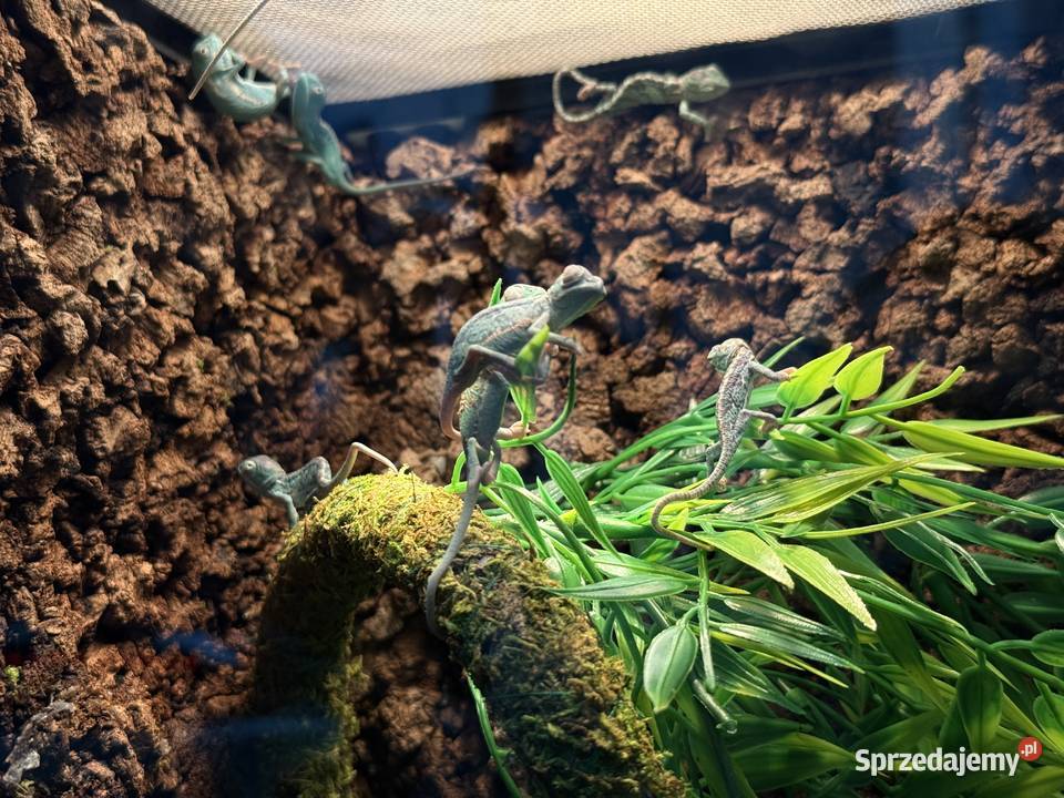 Kameleony Jemeńskie młode 3 miesięczne Gady i płazy mazowieckie Legionowo sprzedam