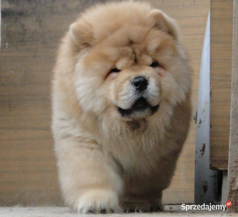 Chow chow piesek