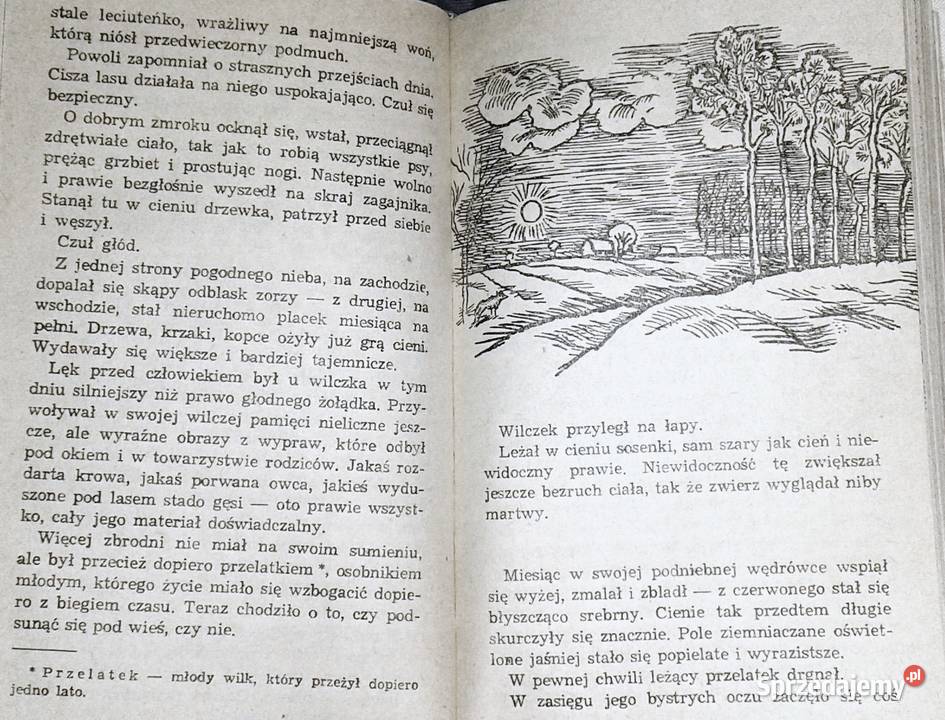 Drapieżcy Teodor Goździkiewicz Pozostałe Chełm sprzedam