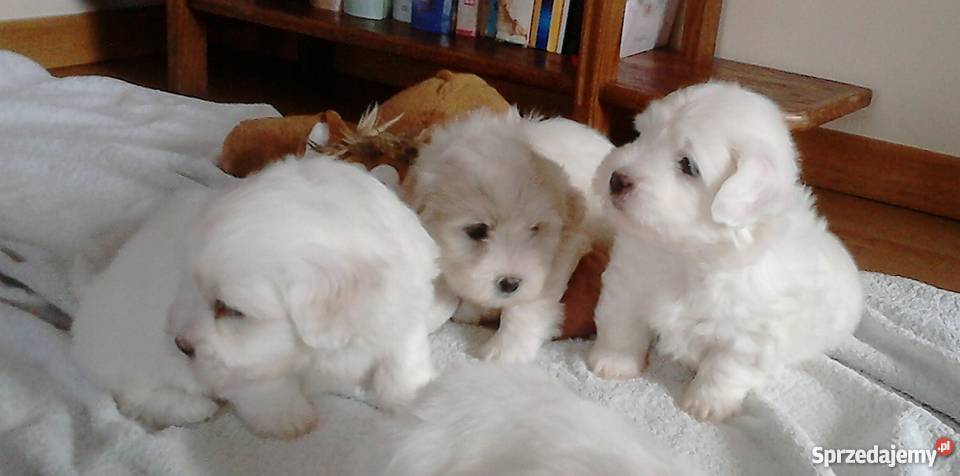 Szczenięta Coton de Tulear wspaniałe psy do Ciechanów