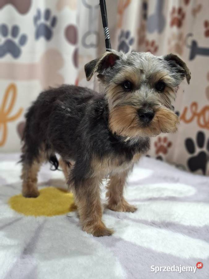 Yorkshire terrier
