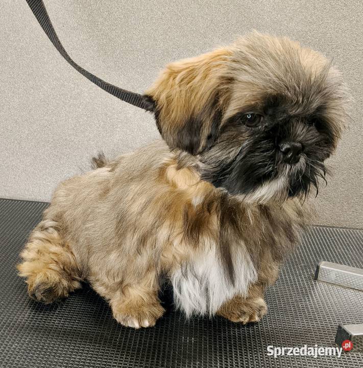 ShihTzu piesek Gabor Gdańsk