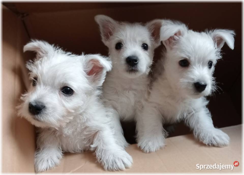ZKwP FCI West Highland White Terrier DNA CMO0 West Highland White Terrier Częstochowa sprzedam