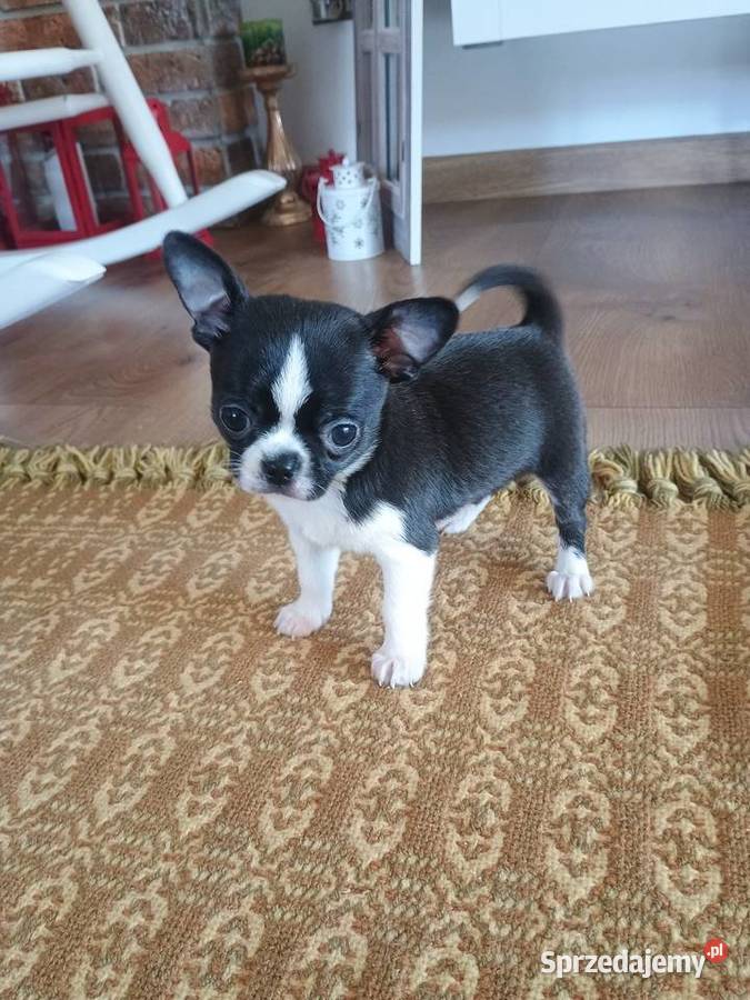 Chihuahua przepiękny chłopiec xxs Radomsko