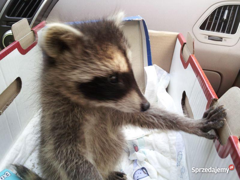 Cudowny malutki szopik szuka domu sprzedam