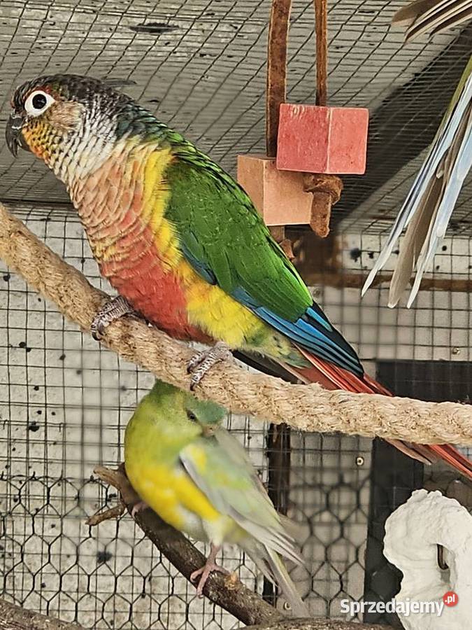 Sprzedam papugi Rudosterkę Ptaki wielkopolskie Ostrów Wielkopolski