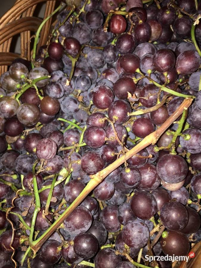 winogrono ciemne na wino Poznań