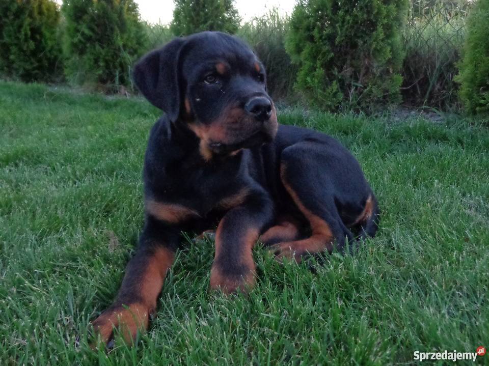Rottweiler szczenięta z rodowodem ZKwP FCI Rottweiler lubelskie Krępiec