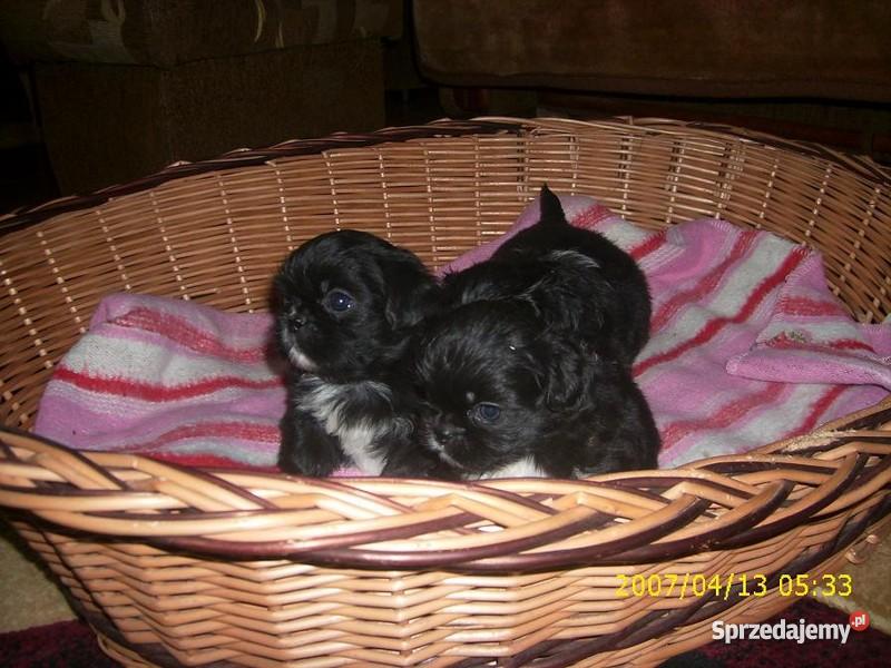 Pekińczyki Miniaturka Psy Leżajsk