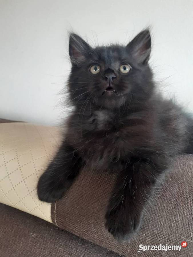 Piękny Kocurek Syberyjski Bully