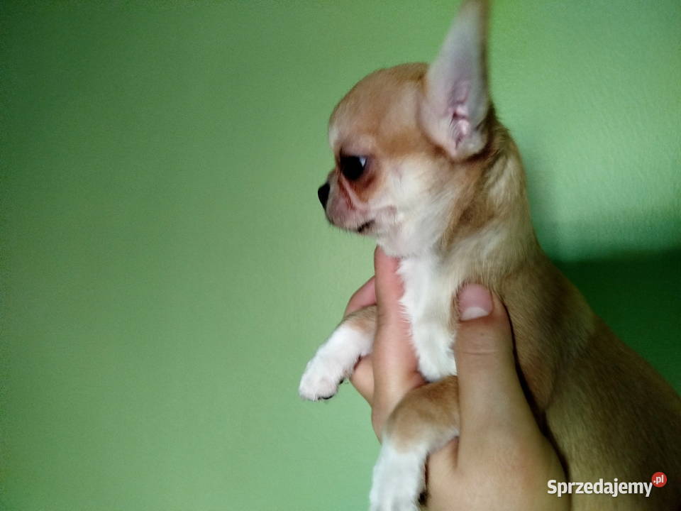 Suczka chihuahua gotowa na zmianę domu Konin