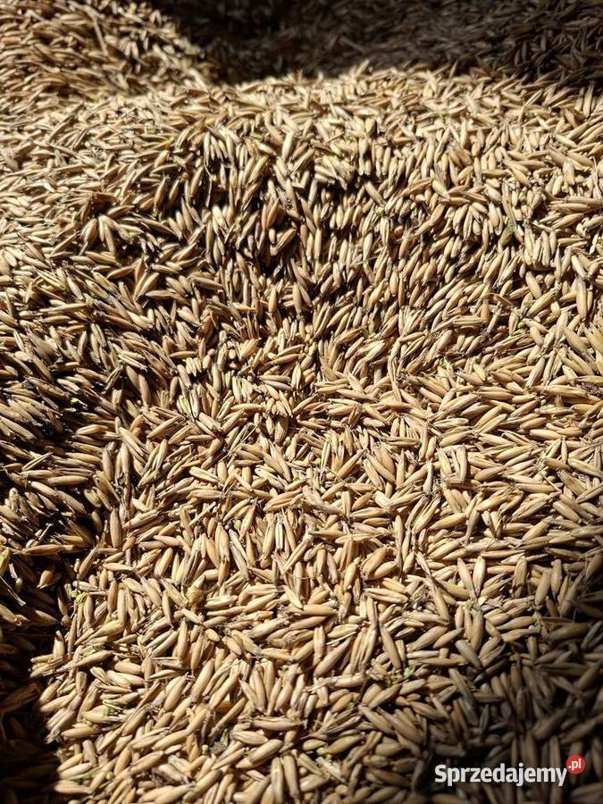 Owies ozimy KWS Snowbird centrali zimowy Sokółka