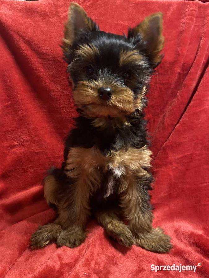 Yorkshire Terrier Warszawa