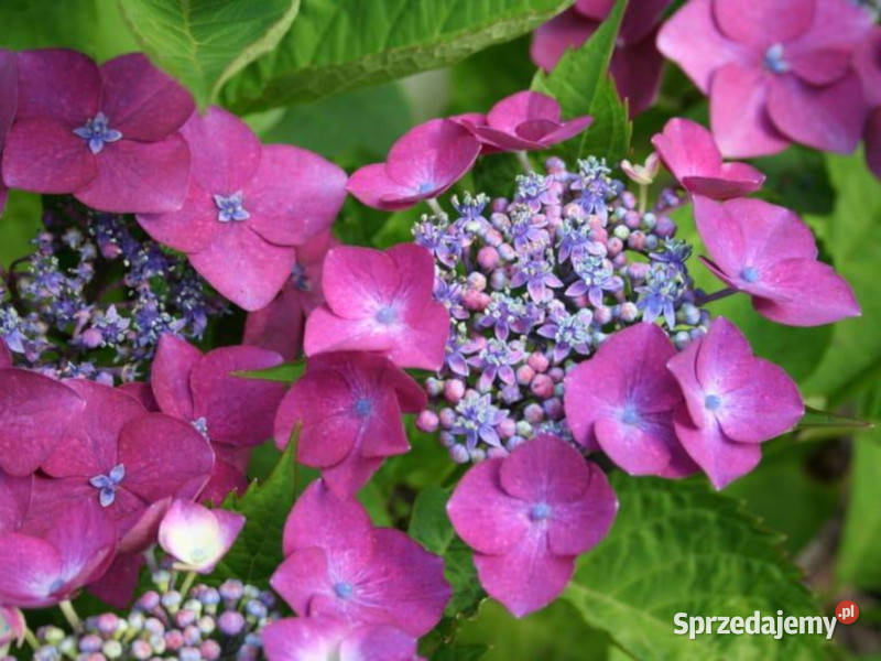 HORTENSJA OGRODOWA BERGFINK sadzonki w Ustronie