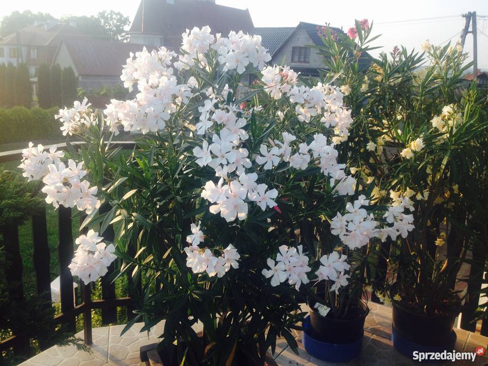Sadzonki oleander Sadzonki s z kwiatw widoczny Brzeźnica