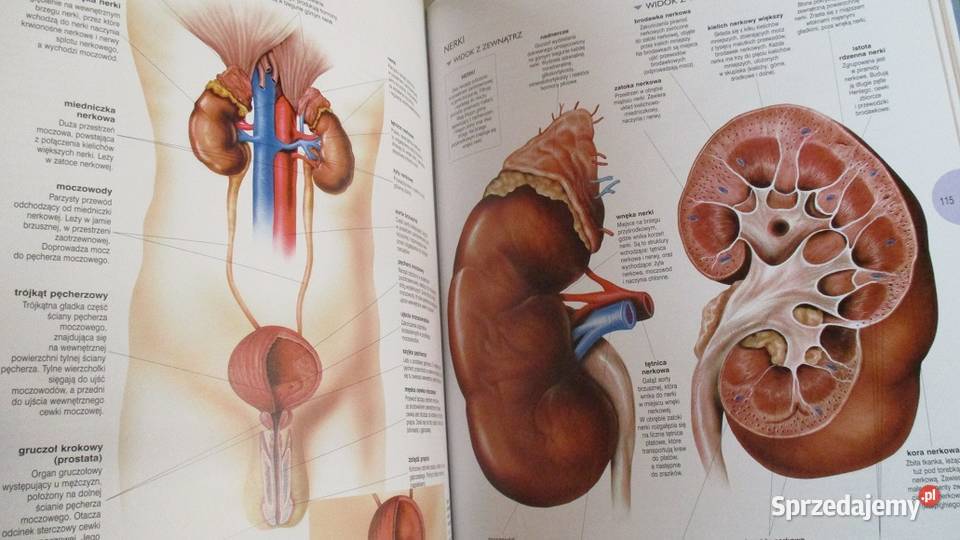 Podręcznik chorób wewnętrznych Szczeklik interna łódzkie Łódź