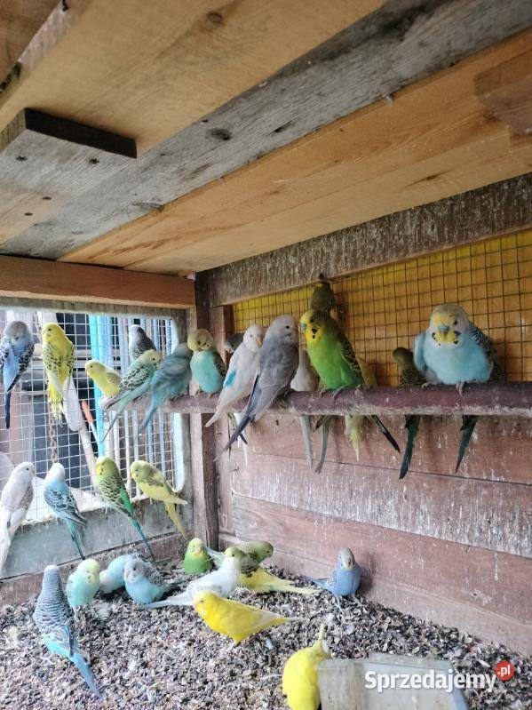 Papugi faliste sprzedam Ptaki Ptaki