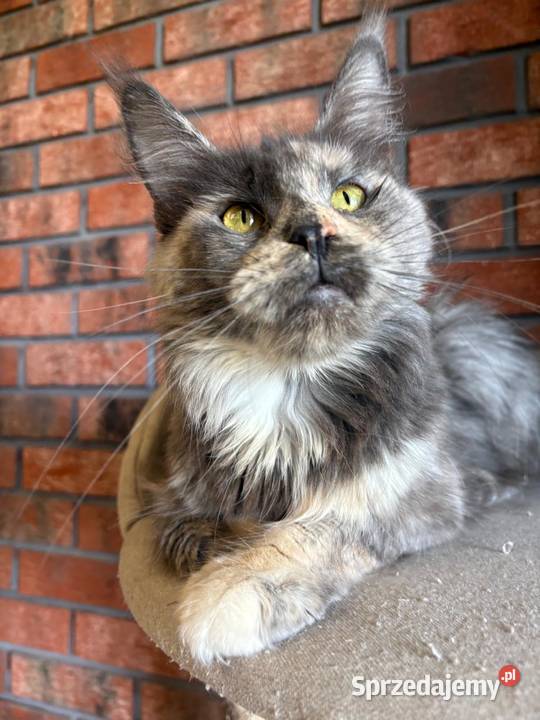 Kotka Maine Coon Inez kujawsko-pomorskie Szembruk