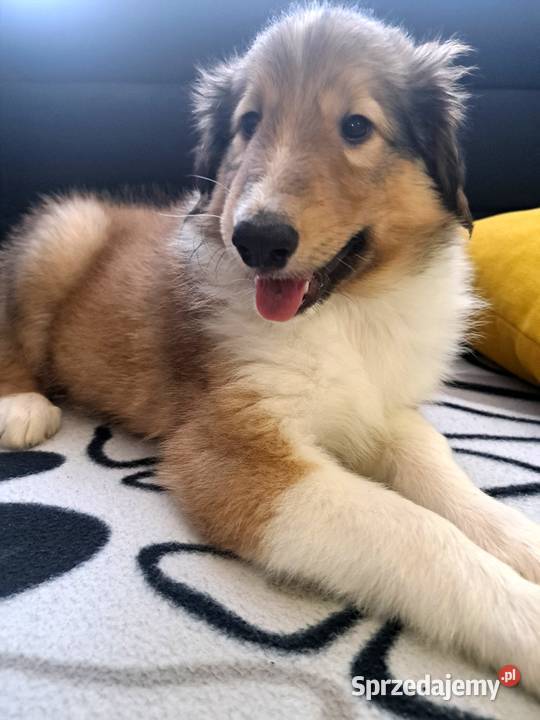 Owczarek Szkockie Collie szczeniaki Radom
